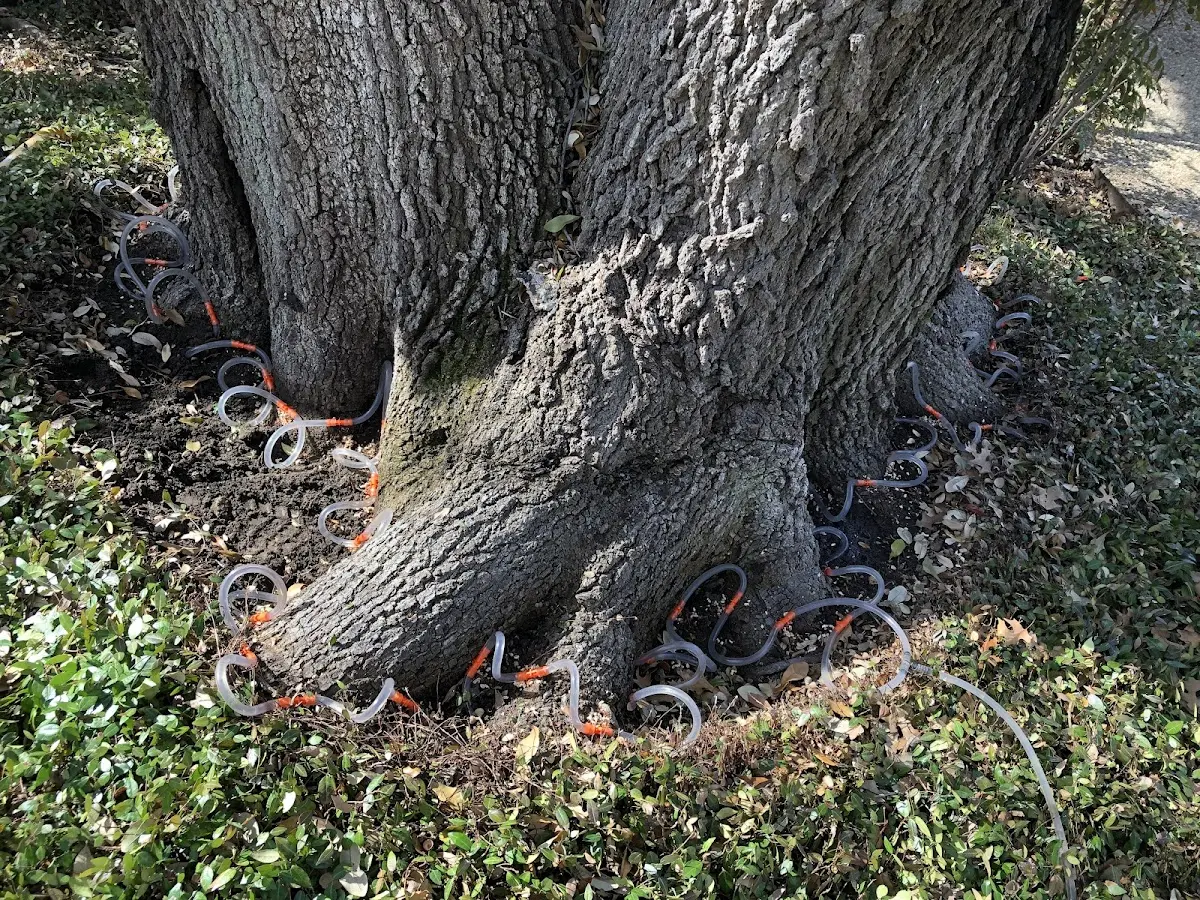 Detailed Tree Cabling and Bracing job site in Closter